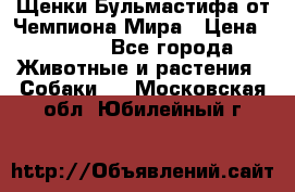 Щенки Бульмастифа от Чемпиона Мира › Цена ­ 1 000 - Все города Животные и растения » Собаки   . Московская обл.,Юбилейный г.
